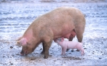 medium_800px-Sow_with_piglet.jpg