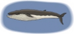 medium_ATT00091.jpg